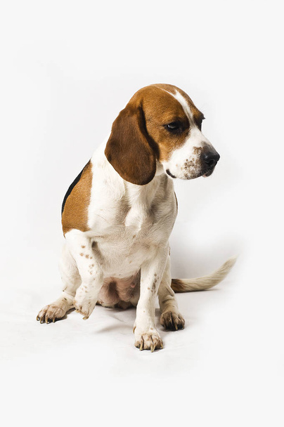 beagle dog on white background - Foto, immagini
