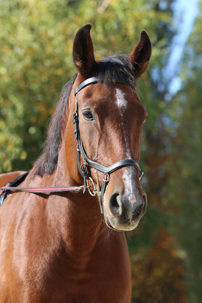 Detail of a saddle horse head closeup portrait in a landscape  - Photo, Image