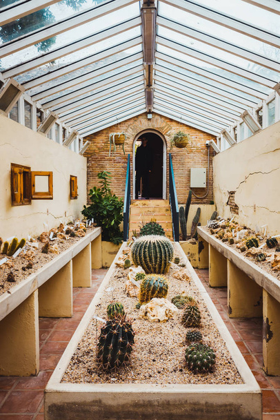 Interior of a greenhouse for the cultivation of decorative cacti - 写真・画像
