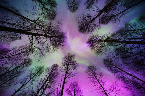 Aurora borealis corona boven de boomtoppen - Foto, afbeelding