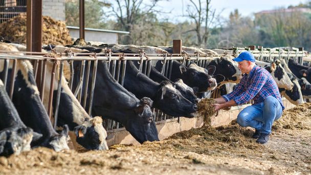 Portrait de l'agriculteur nourrissant les vaches à la ferme. - Photo, image
