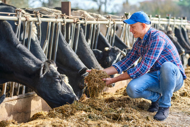 Portrait of Farmer feeding cows in farm. - Foto, afbeelding