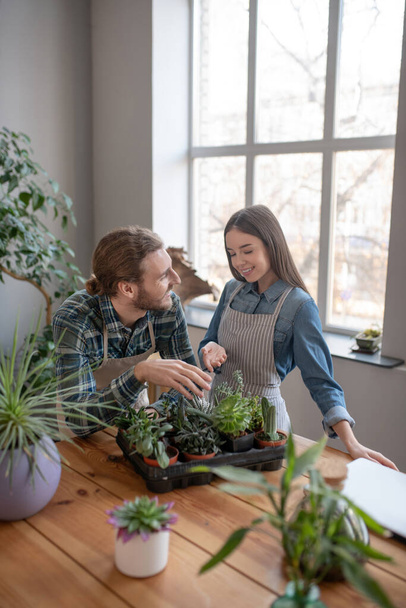 Smiling man and woman looking after succulents together - 写真・画像
