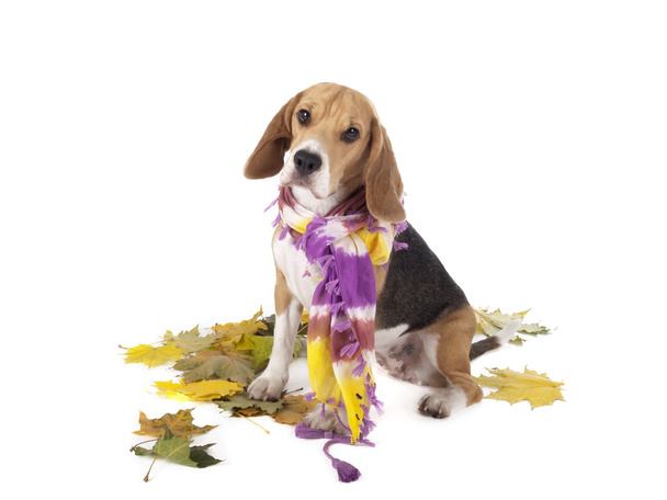 beagle - Photo, Image
