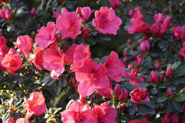 Kvetoucí azalky v botanické zahradě - Fotografie, Obrázek