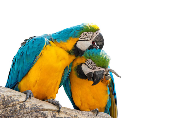 Κοντινό πλάνο Δύο μπλε και χρυσό Macaw σκαρφαλωμένο σε υποκατάστημα απομονωμένο σε W - Φωτογραφία, εικόνα