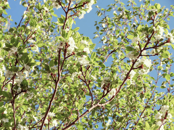 開花木と葉の春の背景  - 写真・画像