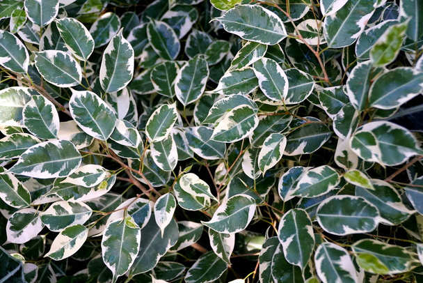 Bela folhagem branca e verde de Weeping Fig Variegata planta tropical
 - Foto, Imagem