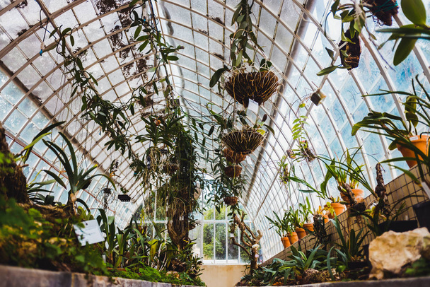 Interior of an old greenhouse with ornamental plants. - Фото, зображення