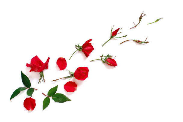 Весняна композиція з червоними трояндами на білому тлі
 - Фото, зображення