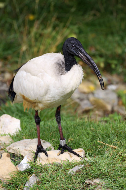 scenic view of beautiful ibis bird - Zdjęcie, obraz
