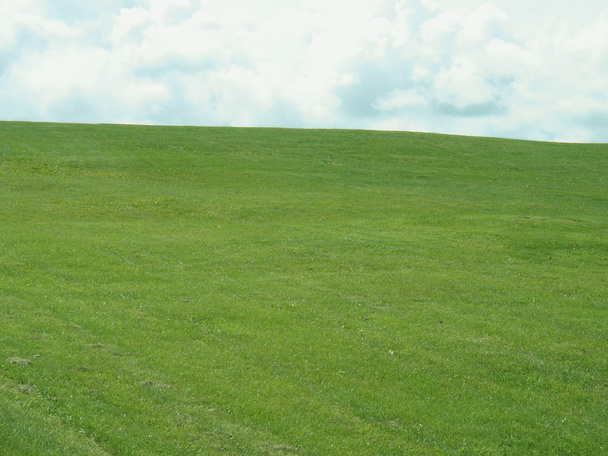 Trawa zielona - Zdjęcie, obraz