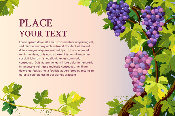 Manojos de uvas
 - Vector, Imagen