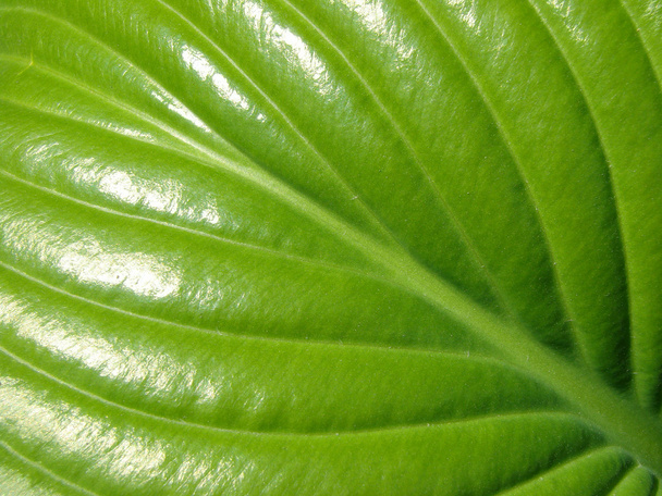 Green leaf - Foto, Imagen