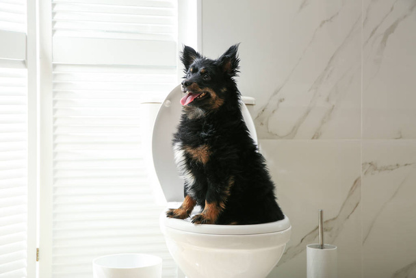Cute dog sitting on toilet bowl in modern bathroom - Foto, Bild