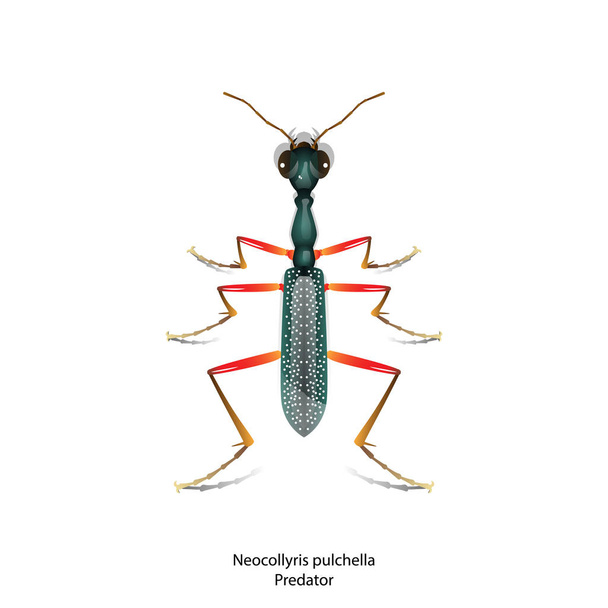 Neocollyris pulchella Tiger escarabajo insecto vector sobre fondo blanco.Para la educación, la ciencia, la agricultura y el diseño gráfico.Diseño plano
. - Vector, imagen