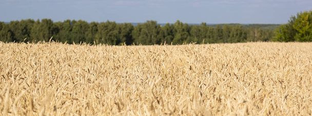 黄金の穂と水平線、選択と集中の林のストリップを熟した小麦の黄色のフィールド - 写真・画像