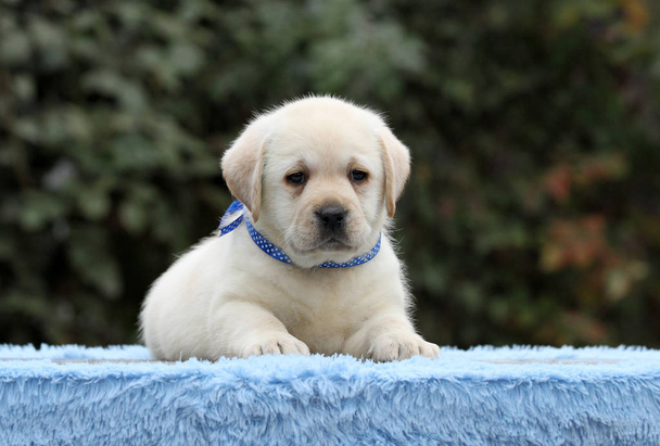 a cute nice sweet labrador puppy on a blue background - Photo, Image