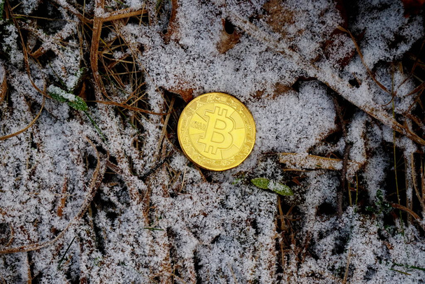 Біткоїн монета на фоні сніжної трави і старих листя
                  - Фото, зображення