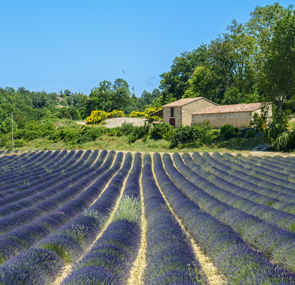 Plateau de Valensole (Provence), lavender - Фото, изображение