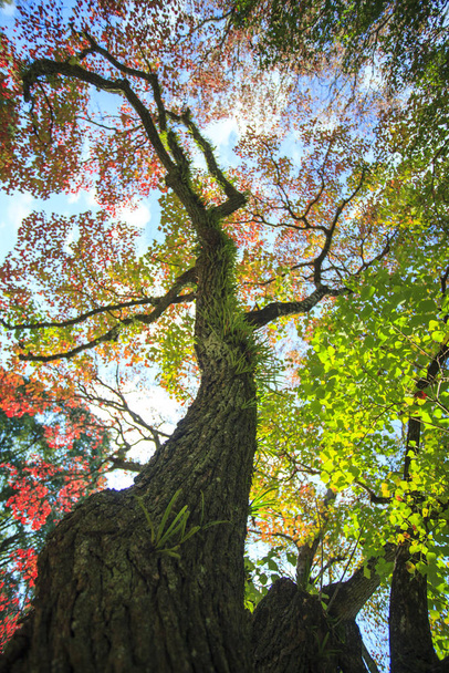 奈良公園の美しいメープル色と秋のシーズン - 写真・画像