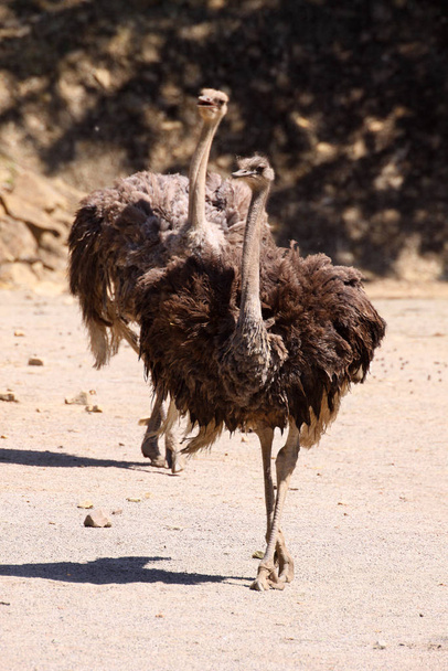 scenic view of beautiful ostriches at nature - Foto, Imagem