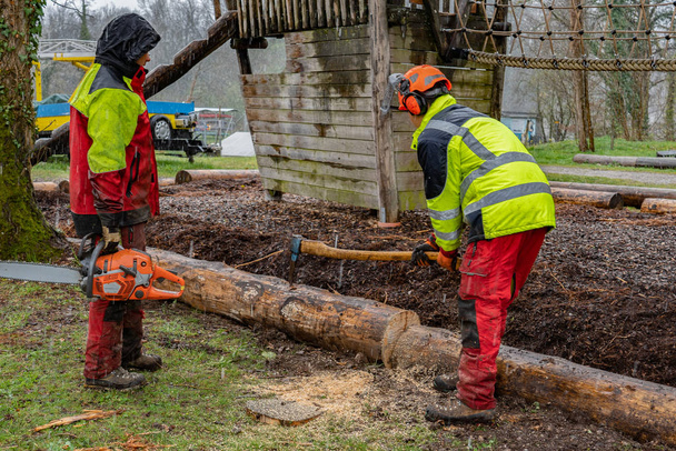 Loggers snijden boomstam met kettingzagen in regenachtige dag. - Foto, afbeelding
