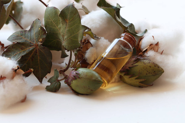 Bavlna a bavlněný olej v lahvi - Fotografie, Obrázek