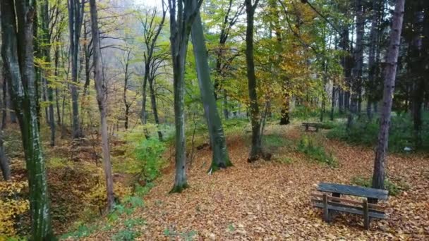 Aerial view of brown leaves around wooden bench in colorful autumn park. - Séquence, vidéo