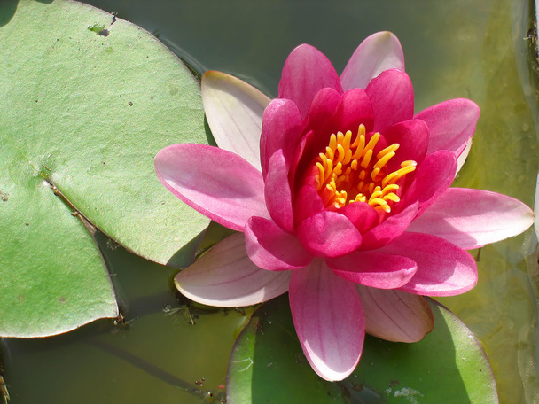 krásné kvetoucí růžový leknín Lotosový květ v rybníku - Fotografie, Obrázek