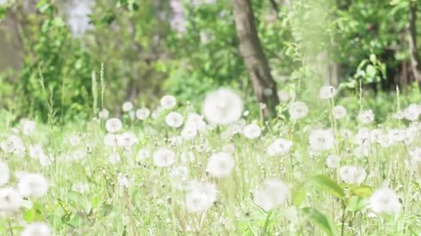 fresh spring green grass on pretty meadow. Dandelion plant with medicinal effect. Summer concept. - Footage, Video