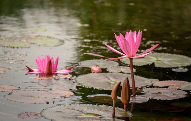 Közelről liliom párnák és rózsaszín virágok a tóban - Fotó, kép