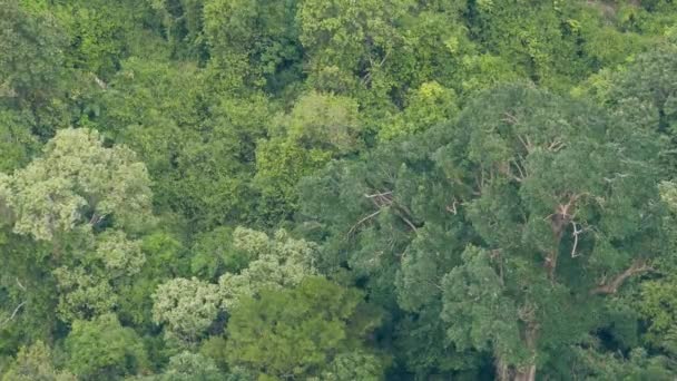 Kronen grüner exotischer Bäume im tropischen Regenwald an windigen Tagen von oben. hellen saftigen exotischen tropischen Dschungel. üppiges Laub abstrakte natürliche dunkelgrüne Vegetation Hintergrund. - Filmmaterial, Video