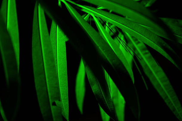 Plant branches with green leaves close up view - Foto, immagini