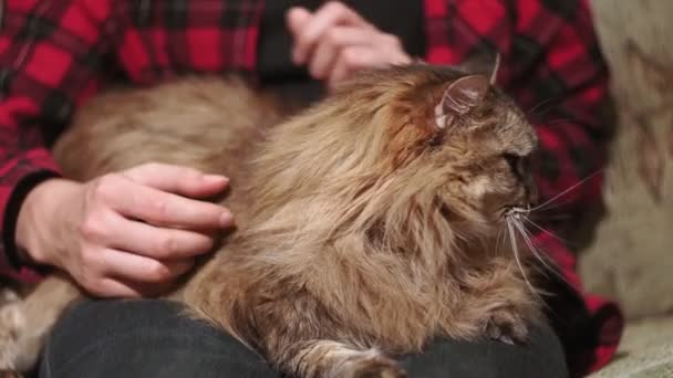 portrét nadýchané kočky v detailu, kočka leží na klíně majitele. oblíbený dům - Záběry, video