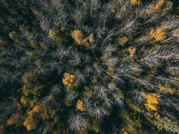 Beautiful photo over the tops of mixed forest birch and pine without foliateAerial view. From above. - Zdjęcie, obraz