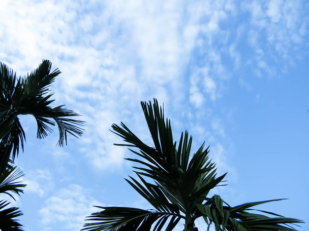 Coconut palm tree on sky background. Looking up at coconut palms over blues sky and white floating clouds With A Blank Space for text. - 写真・画像
