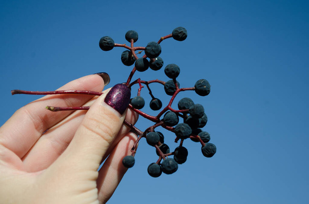 Female hand holding a bunch of ripe blue girlish grape on blue sky background - Photo, Image