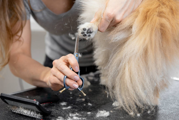 peluquero profesional corte pelo pequeño perro pata lengua pomeranian spitz
 - Foto, imagen