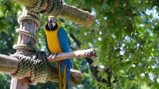 papuga ara ararauna okoń kolorowe tło - Materiał filmowy, wideo