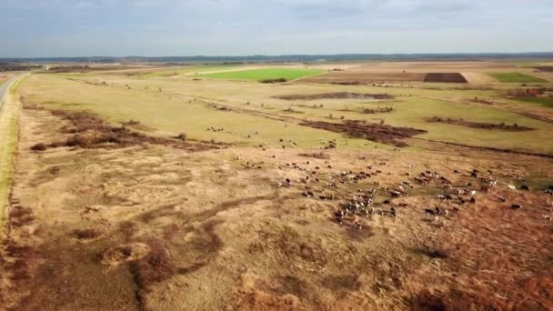 Vihreällä laitumella laiduntavien lehmien lentonäkymä
  - Materiaali, video