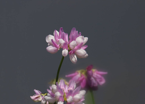 Pink and white clover flower - Photo, Image