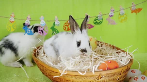 Two cute rabbits in a decorated scene - Záběry, video
