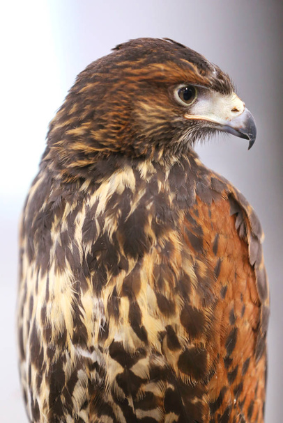 Photo of a Harris's hawk headshot portrait close up   - Photo, Image