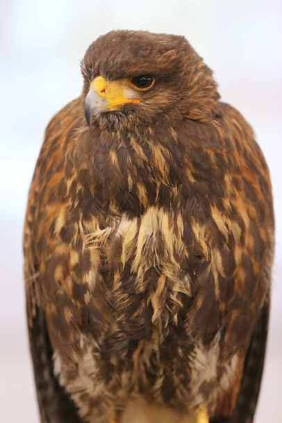 Photo of a Harris's hawk headshot portrait close up   - Photo, Image