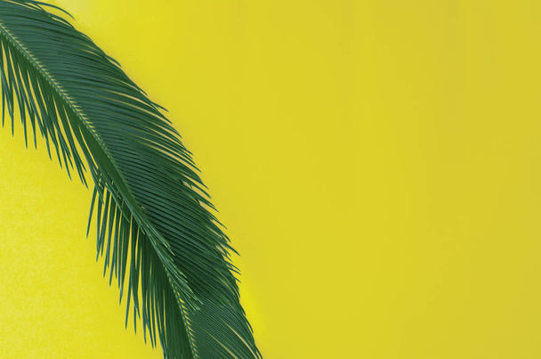 Beautiful background in yellow with one palm branch. - Photo, Image