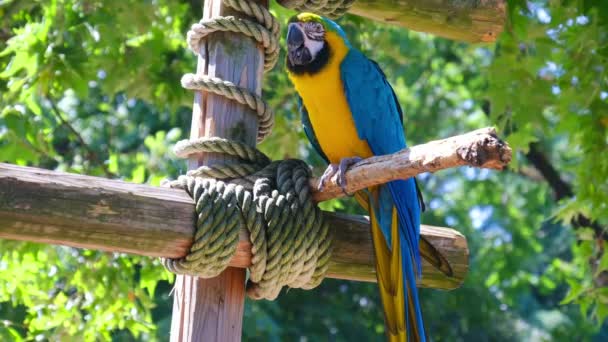 parrot ara ararauna perch colorful background - Footage, Video