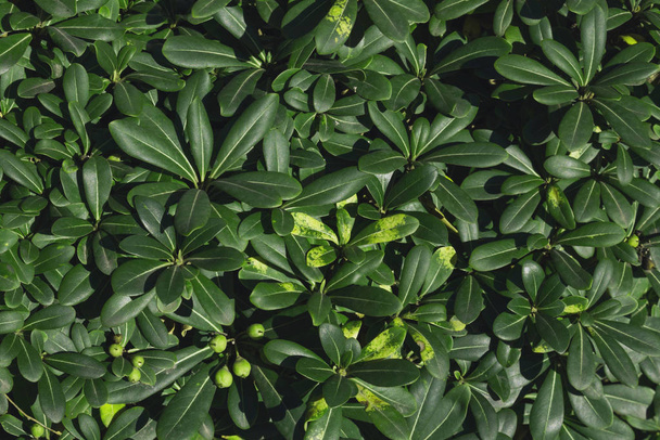 Small Green Leaf Texture Background - Valokuva, kuva