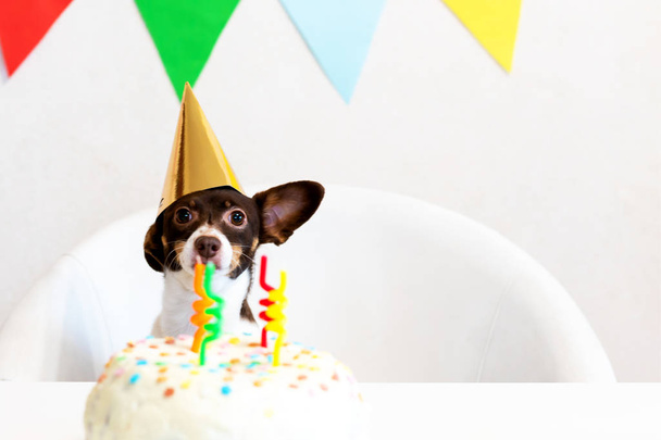 Lindo perro divertido pequeño con un pastel de cumpleaños y un sombrero de fiesta que celebra el cumpleaños
 - Foto, Imagen
