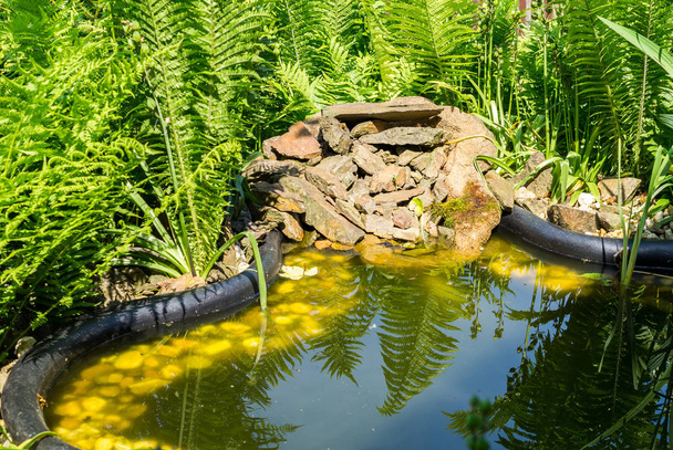Crecimiento de algas en el estanque del jardín
 - Foto, imagen